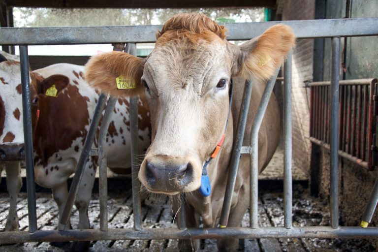 Vecozuivel: Van Blije Berta Tot Biologische Melk | Keukenliefde